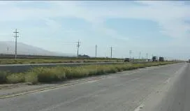 Perennial wallrocket (Diplotaxis tenuifolia) along Hwy 101