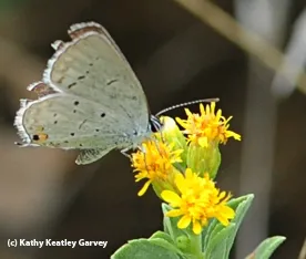 A gray hairsteak. (Photo by Kathy Keatley Garvey)