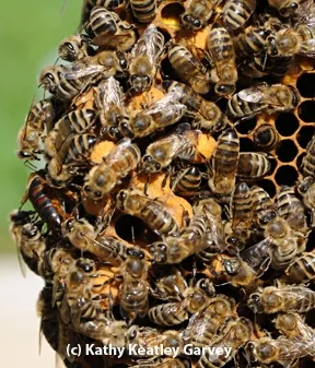 The bees make it happen. (Photo by Kathy Keatley Garvey