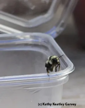 Freedom! (Photo by Kathy Keatley Garvey)