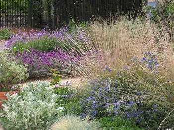 Water-efficient plants. Click to enlarge.