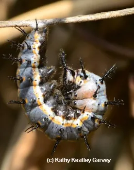 Caterpillar about to turn into a chrysalis. (Photo by Kathy Keatley Garvey