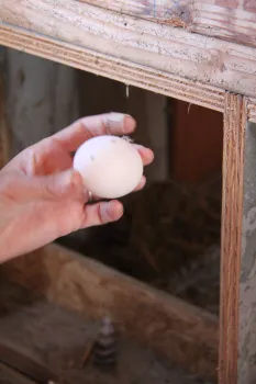 Handling Eggs