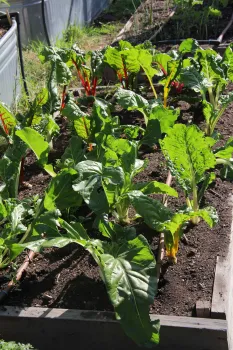 Greens grown at City Slicker Farms plot, West Oakland, California