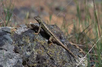 Western Fence Lizard