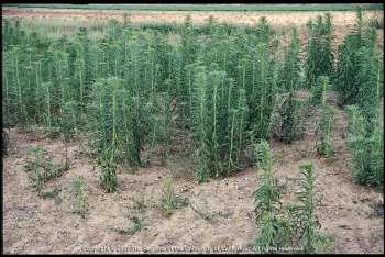 Horseweed