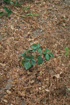 Photo 4: Blackberry primocane in midst of glyphosate killed bindweed. Plant was not touched by the herbicide.