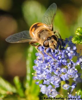 A drone fly on ceanothus. (Photo by Kathy Keatley Garvey)