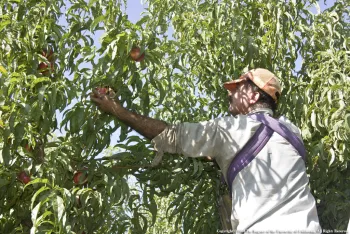 Farm worker harvesting nectarines