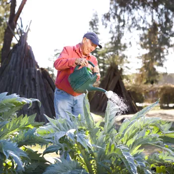 Man in baseball hat watering artichokes
