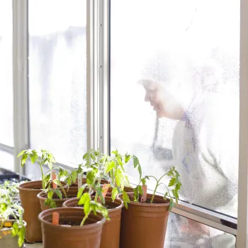 Person looking through a window at a bunch of potted tomato seedlings
