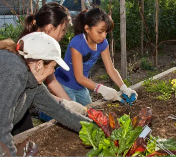 Students work in school garden