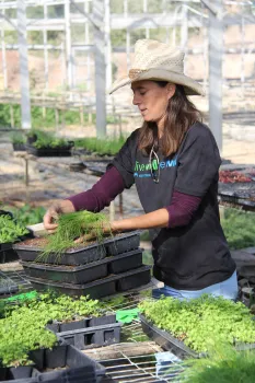 Cultivating greenhouse-grown plugs