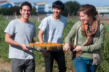 Students working at UC Davis Student Farm