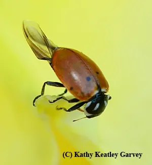Ladybug ready for flight. (Photo by Kathy Keatley Garvey)