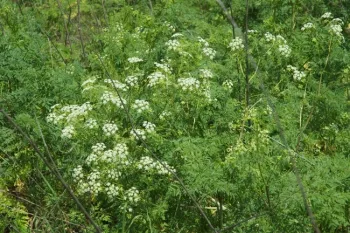 Poison hemlock (Conium maculatum)