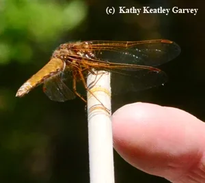 Close, closer, closest. (Photo by Kathy Keatley Garvey)