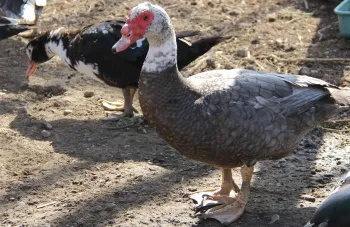 Ducks at Sunnyside Organics Seedlings Farm, Richmond Calilfornia