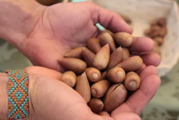 Acorns in Hand 1