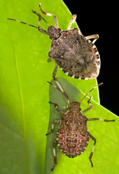 Brown Marmorated Stink Bug