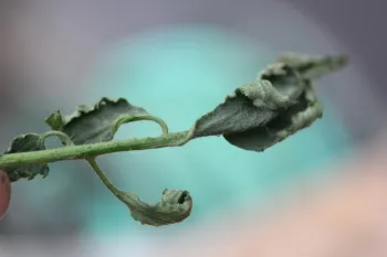 Characteristic frilling of leaf edges