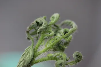 Severe curling of leaves