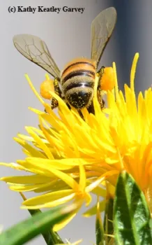 Note the load of yellow pollen from safflower. (Photo by Kathy Keatley Garvey)