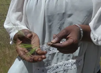 The awns on medusahead can irritate and injure cattle.