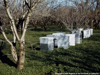 Honeybee Hives. Photo by E. Kilmartin, UC ANR