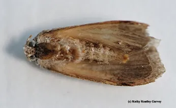 Greater wax moth, Galleria mellonella, a pest in bee colonies. (Photo by Kathy Keatley Garvey)