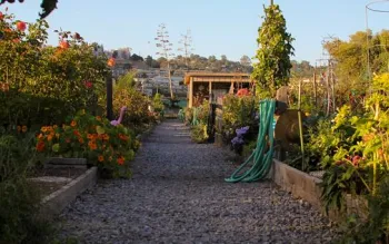 Larkspur comm garden