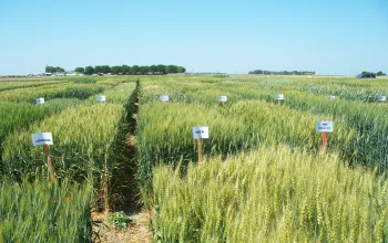 SmallGrain-fld-day_WSREC