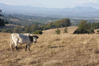 California Agriculture journal, October - December 2012, Volume 66, Issue 4. Photo by Sarah E. Moffitt.