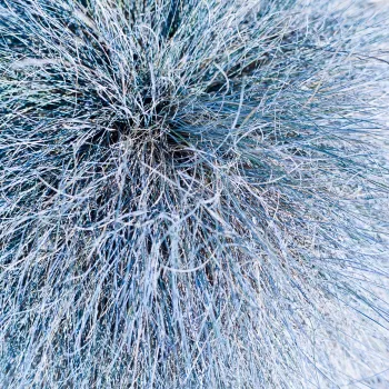 © University of California