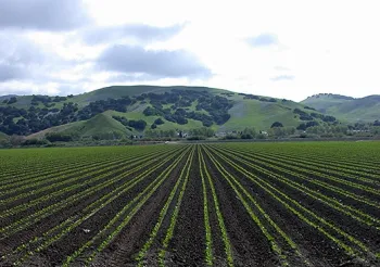 Fluorescent seedlings will help a robotic cultivator target weeds in planted fields like this one in the Salinas Valley. (Steve Fennimore/UC Davis photo)