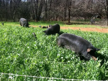 pasture pigs