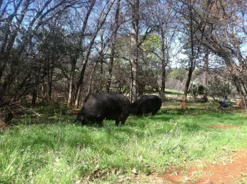 pasture pigs 2