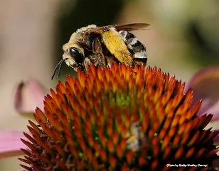 Female sweat bee (Svastra obliqua expurgate) on purple coneflower (Echinacea purpurea)