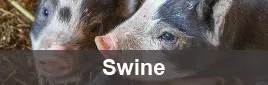 Swine