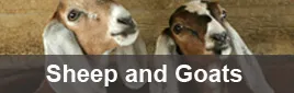 Sheep and Goats