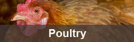 Poultry