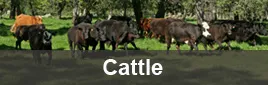 Cattle