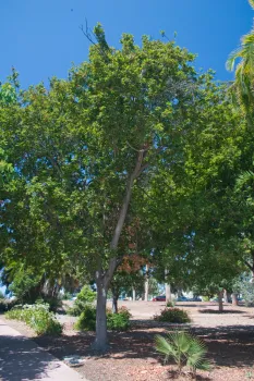 Fig 12 Alectryon excelsus-3086