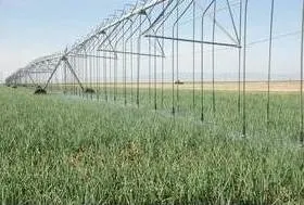 Fresh market onions growing under overhead mechanized irrigation in Five Points, CA.