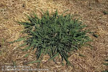 Dallisgrass