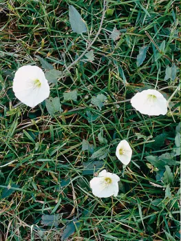 Field Bindweed