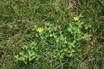 Oxalis/Creeping Woodsorrel