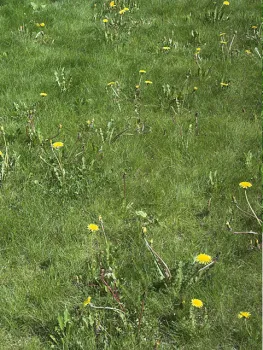 Dandelions