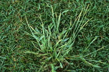Crabgrass
