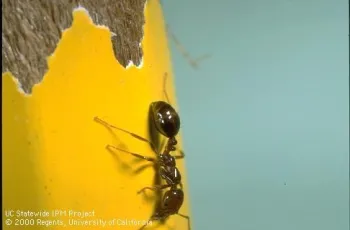 Fig. 2. Southern Fire Ant